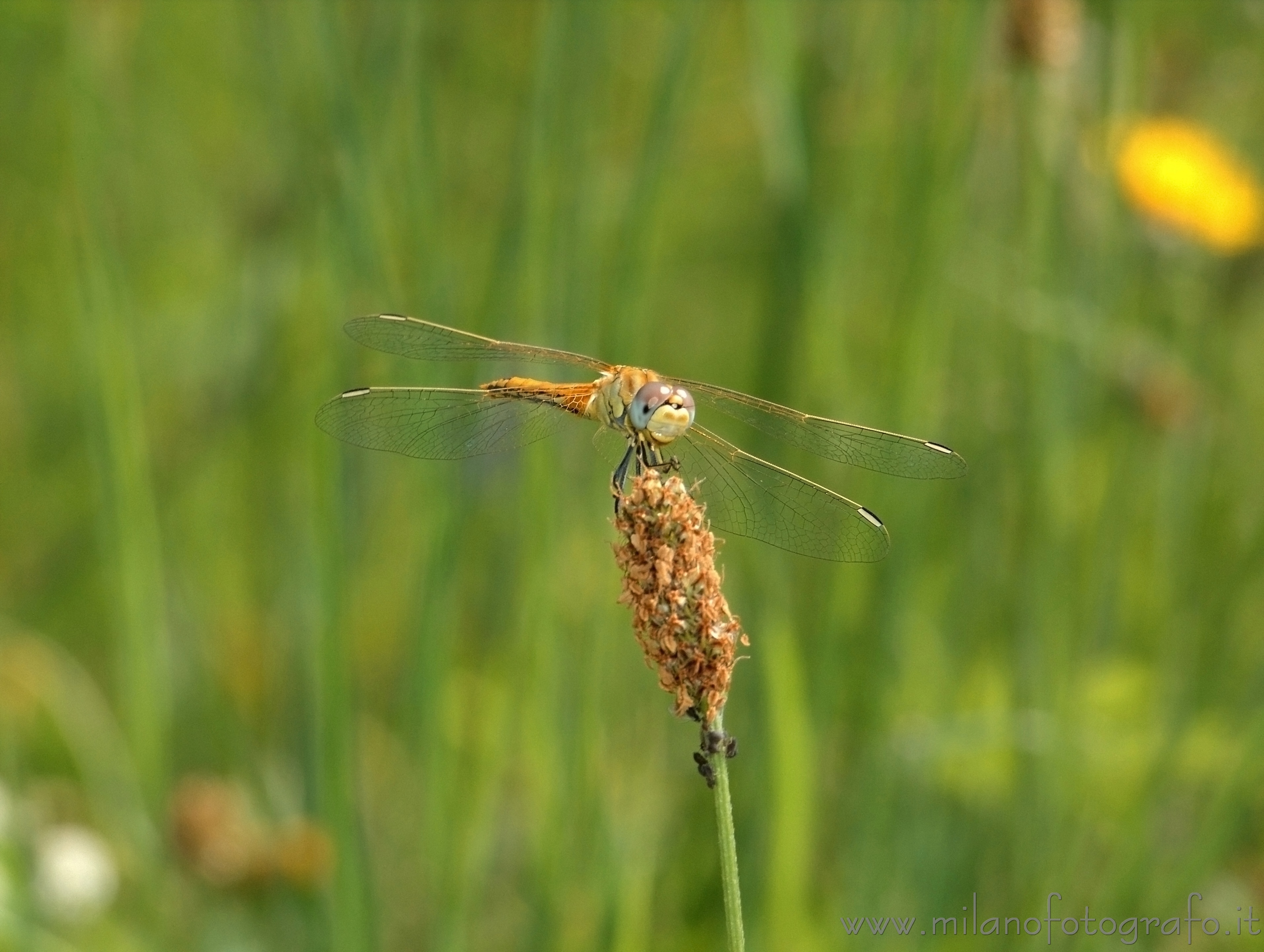 Campiglia Cervo (Biella) - Libellula Sympetrum fonscolombii